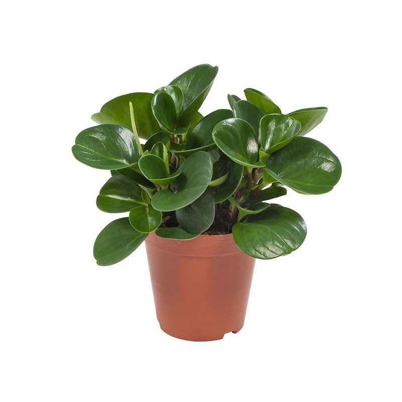 Peperomia Obtusifolia, Baby Rubber Plant or Pepper face  10 - 15cm