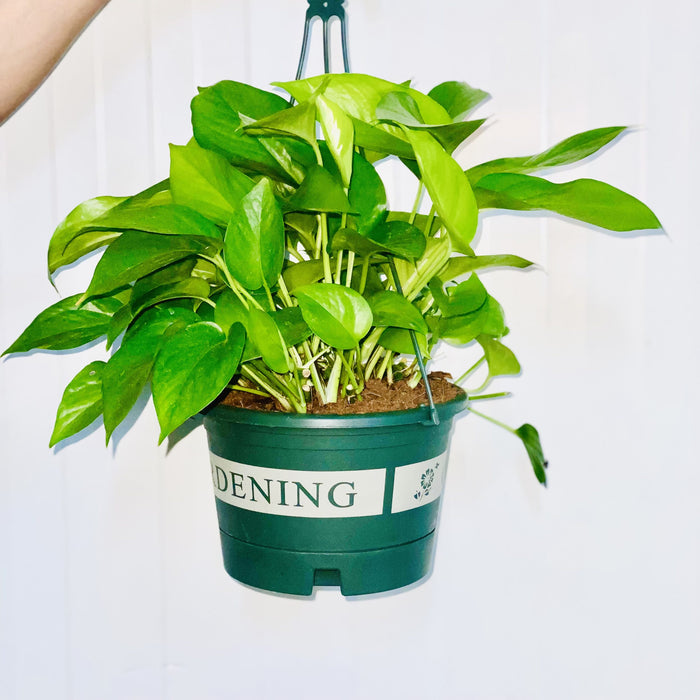 Hanging Money Plant "Epipremnum Aureum"