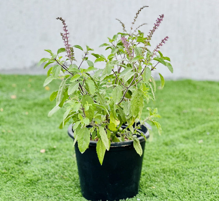 Ocimum Tenuiflorum/Tulsi plant/Holy Basil