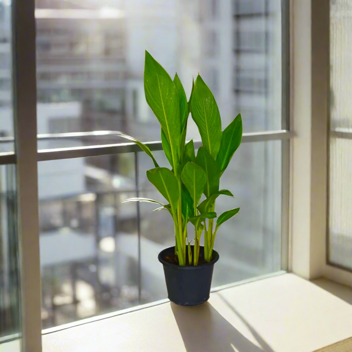 Canna Indica or Canna Green