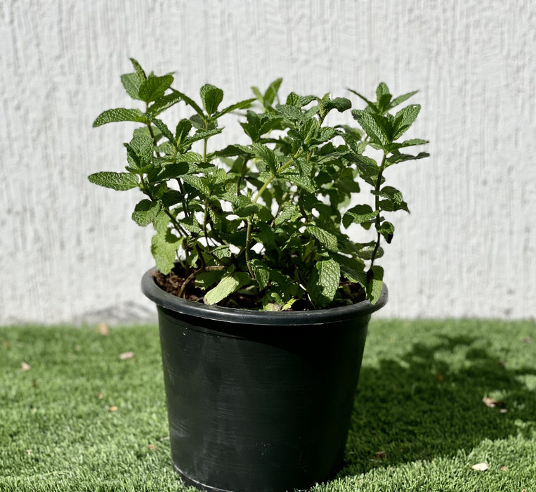 Mint Plant or Mentha