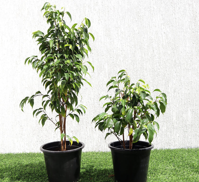 Ficus benjamina Green Souq
