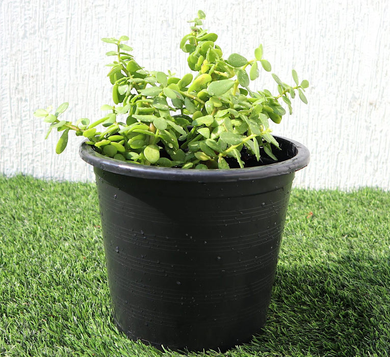Afra Greensouq