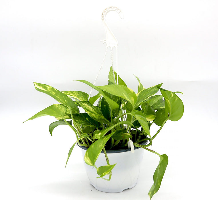 Money Plant Small "Epipremnum aureum"