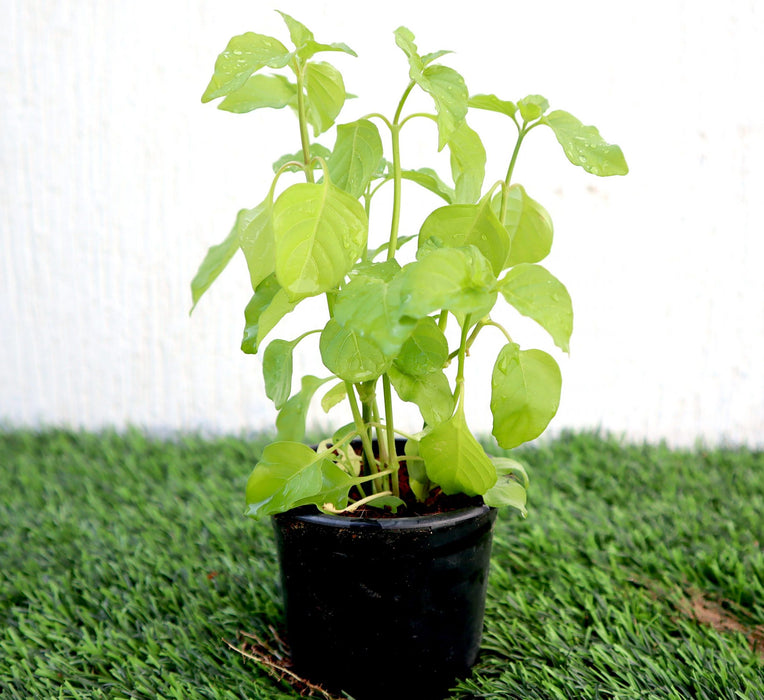 Asystasia Gangetica Green Greensouq