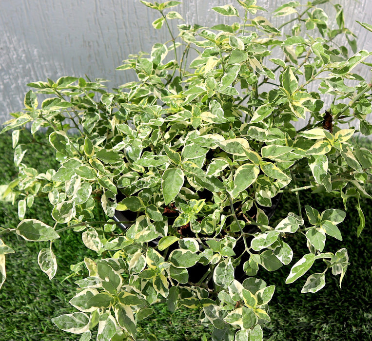 Asystasia Gangetica Variegata Greensouq