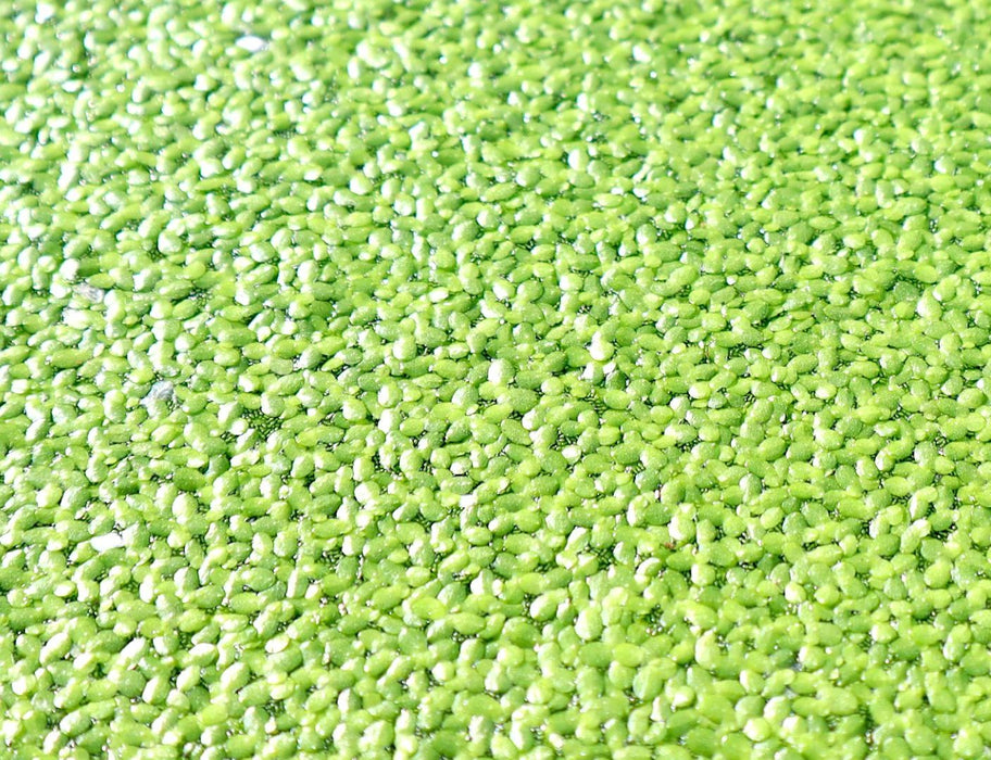 Live Floating Duckweeds Greensouq