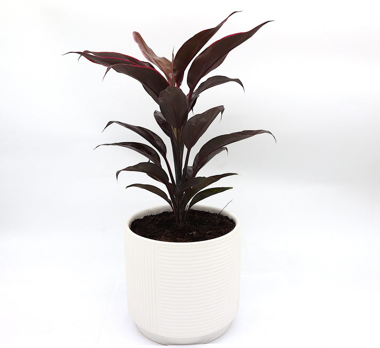 Cordyline Fruticosa Mambo Greensouq