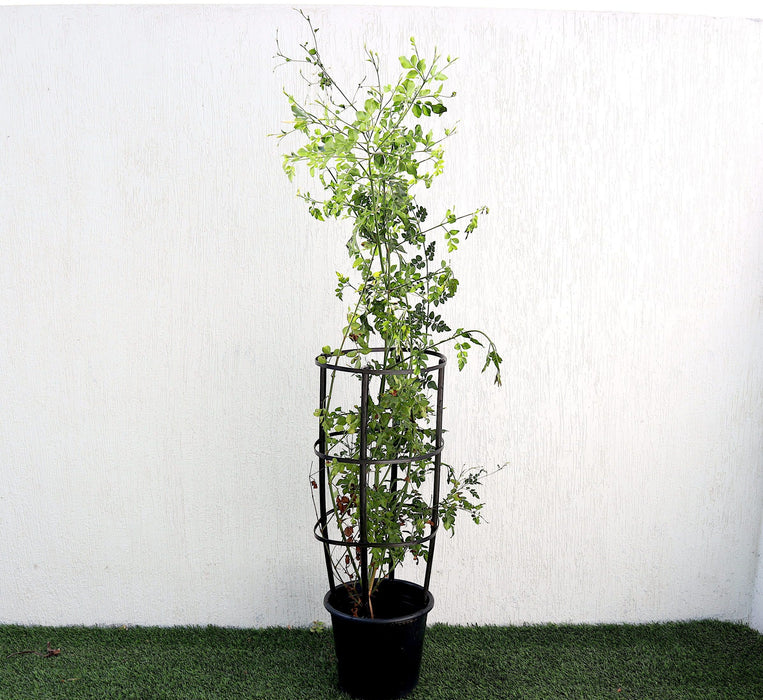 Jasminum Officinale Greensouq