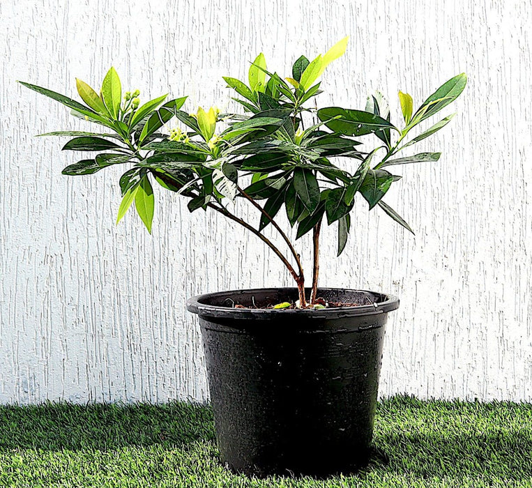Golden Penda First love "Xanthostemon chrysanthus" Greensouq
