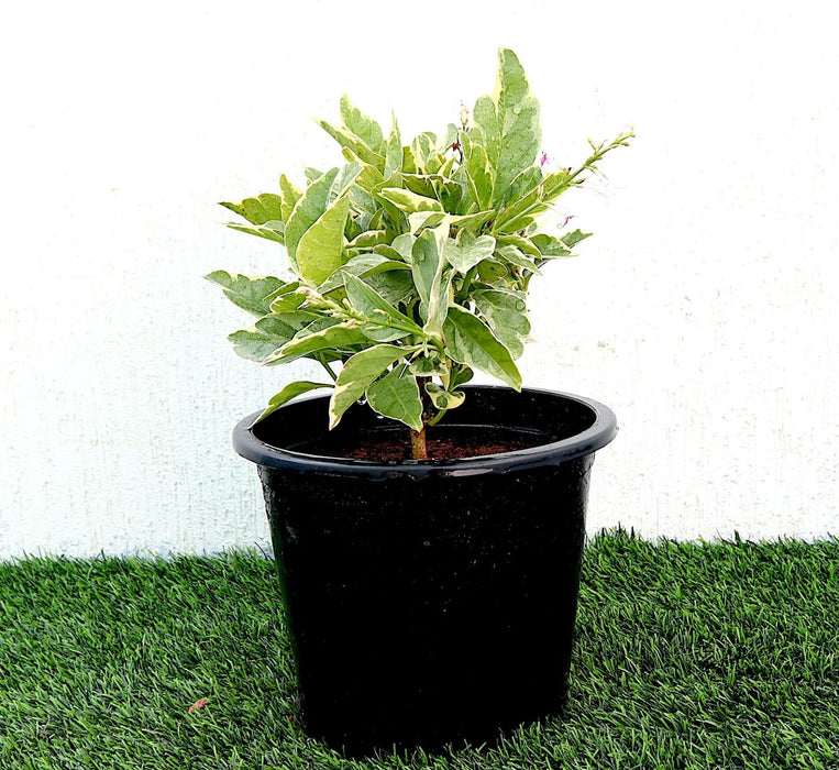 Eranthemum Variegated Greensouq