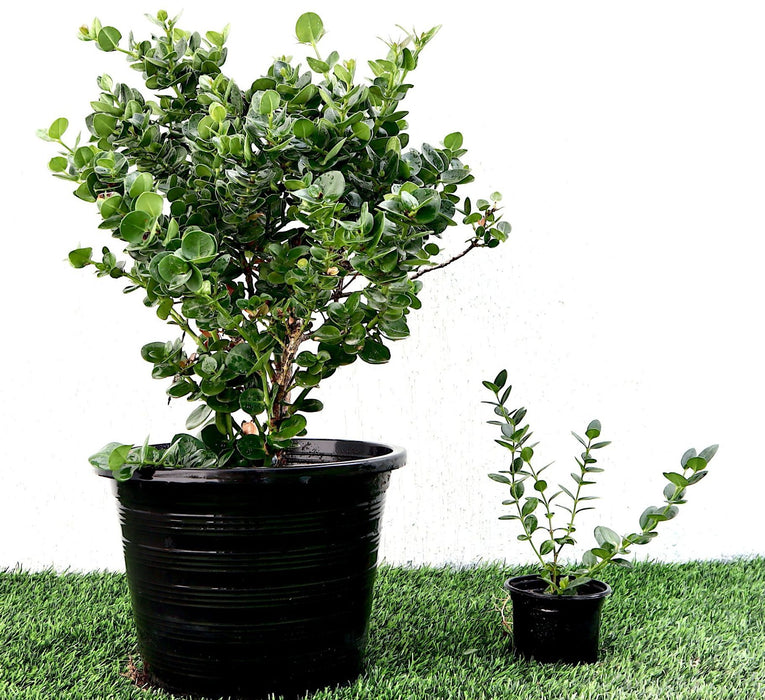 Carissa grandiflora Green Souq