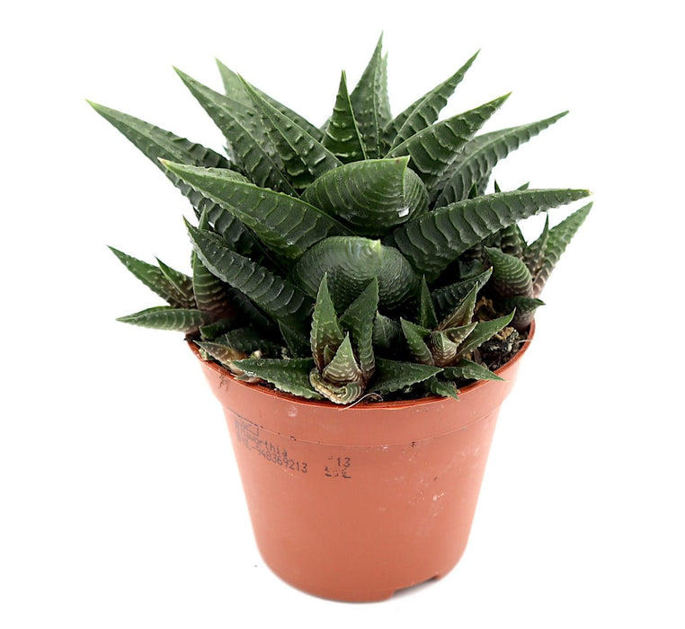 Haworthia fasciata Greensouq
