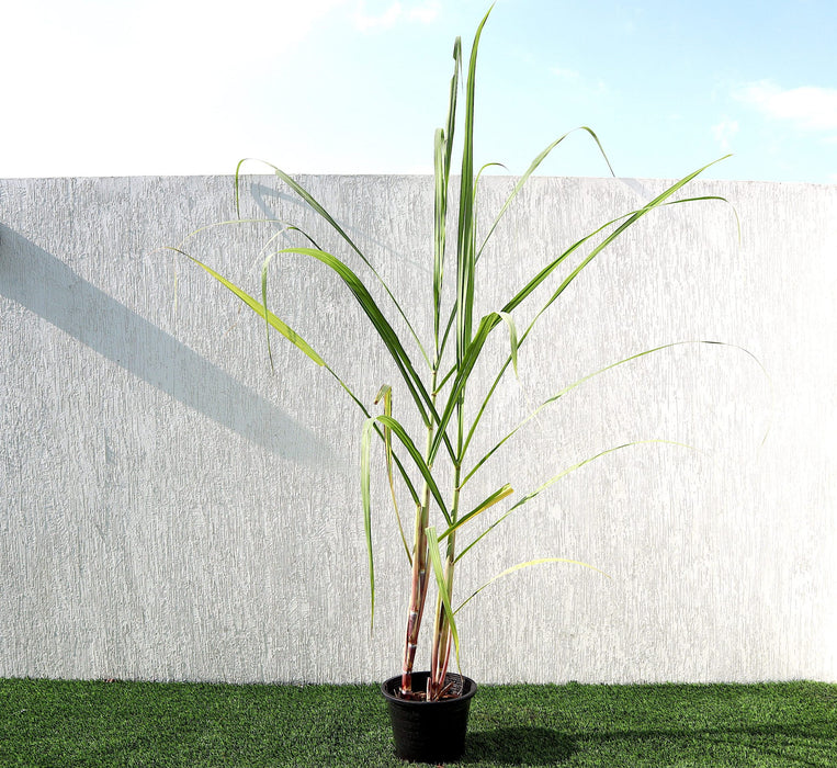 Saccharum Officinarum Greensouq