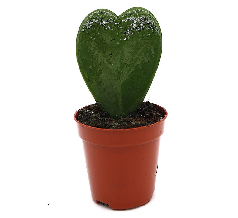 Lucky Heart Greensouq