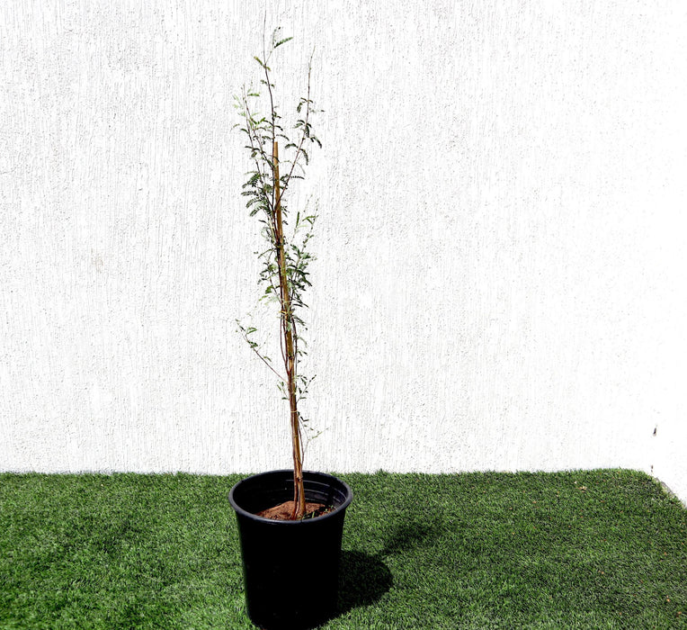 Ghaf Tree "Prosopis Cineraria" شجرة الغاف