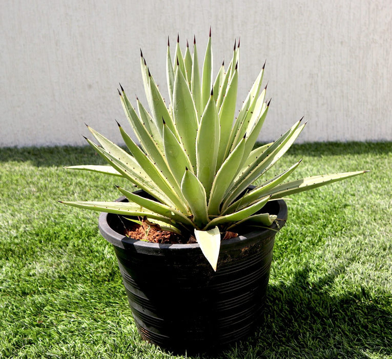 Agave Angustifolia | Caribbean Agave 30 - 60cm spread
