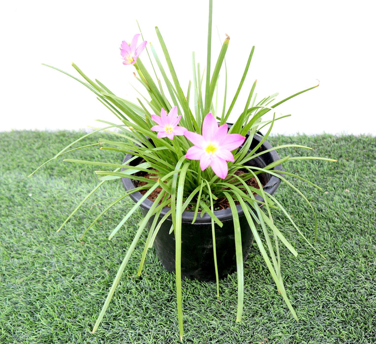 Zephyranthes Grandiflora | Pink Rain Lily | Zephyr lily 6Ltr pot