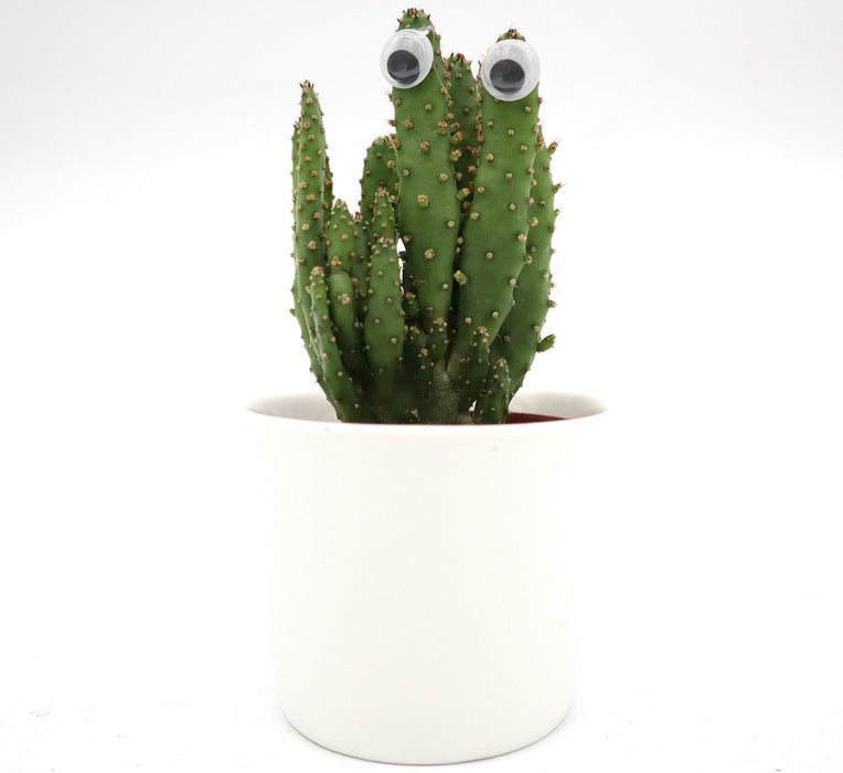 Opuntia Monacantha mini Indoor | Barbary fig 5-8cm