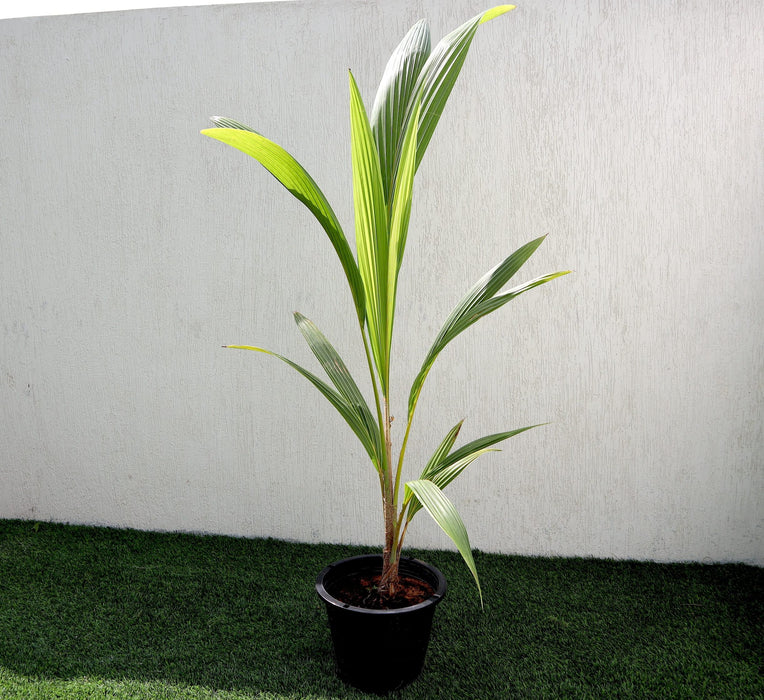 Cocos Nucifera "Coconut Palm" Small 1.4 to 1.5m