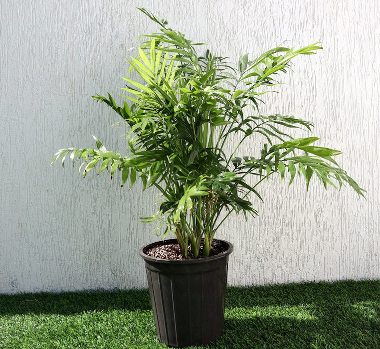 Chamaedorea Palm Indoor | Chamaedorea Elegans | Parlor Palm 120-130cm outdoor