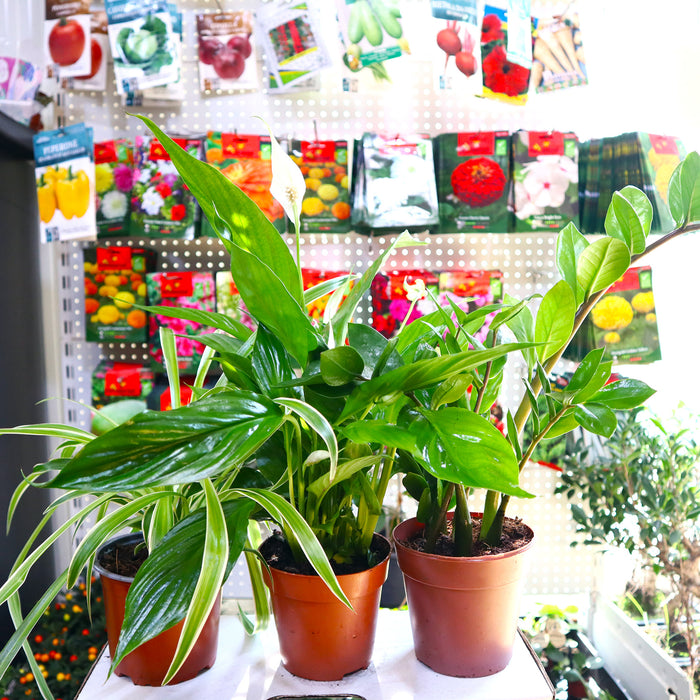 Air purifying plants bundle