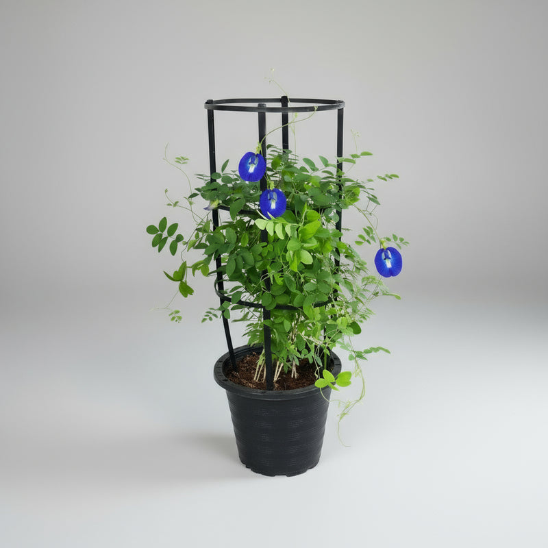Clitoria ternatea or Butterfly Pea