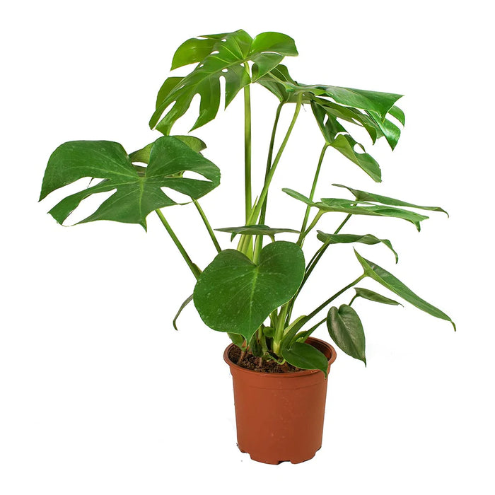 Monstera-deliciosa-Swiss-Cheese-Plant_greensouq