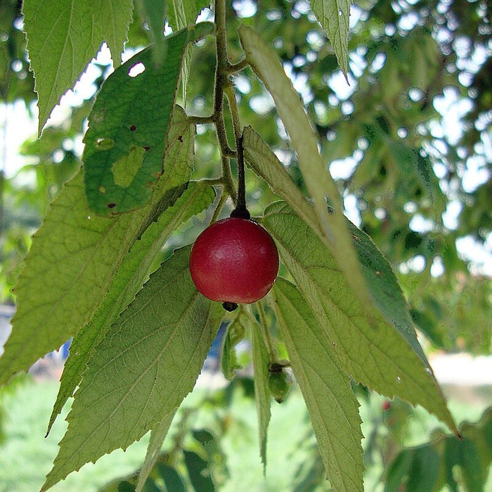Muntingia calabura (Jamaican Cherry / Strawberry Tree)