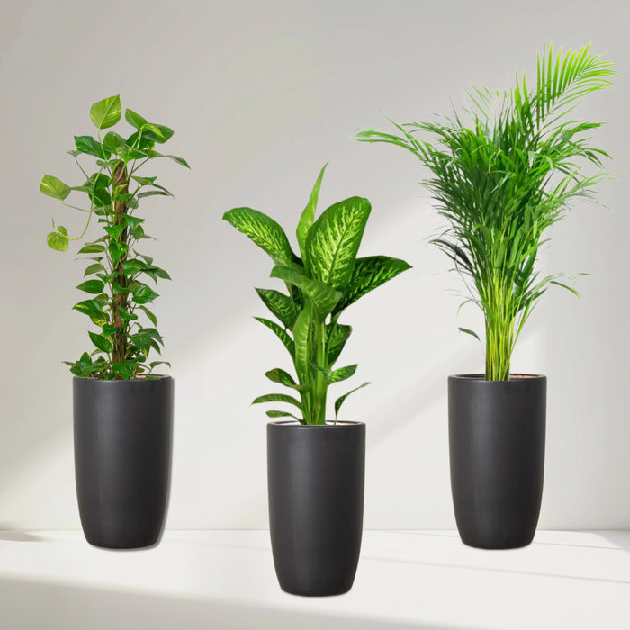 money plant-areca palm-diefffenbachia