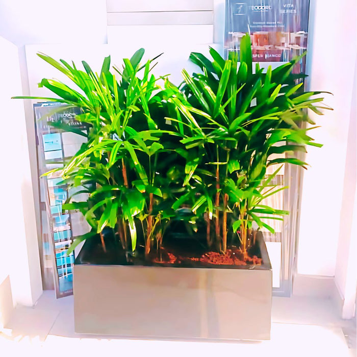 Rhapis Excelsa "Lady Palm سيدة النخيل in Fiber Glass Pot