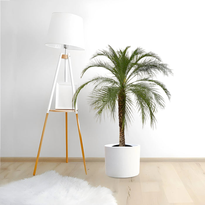 Phoenix Roebelenii