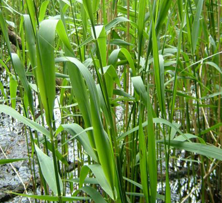 Phragmites australis “Common reed”