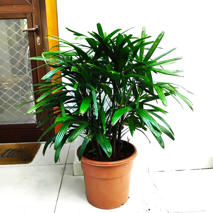 Lady Palm "Rhapis Excelsa سيدة النخيل or Miniature Fan Palm" 0.8-0.1m