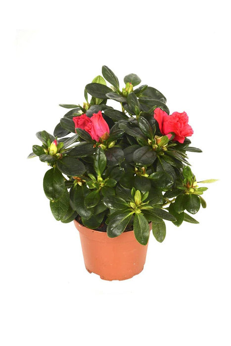 Rhododendron Simsii Indoor Flowering Plant