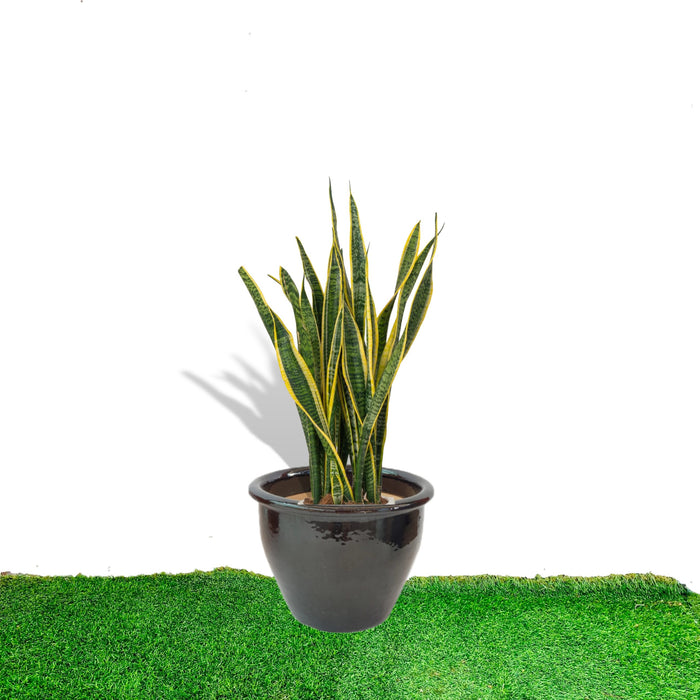 Sansevieria Trifasciata 'Laurentii' or Snake Plant in Rolled Rim Pot