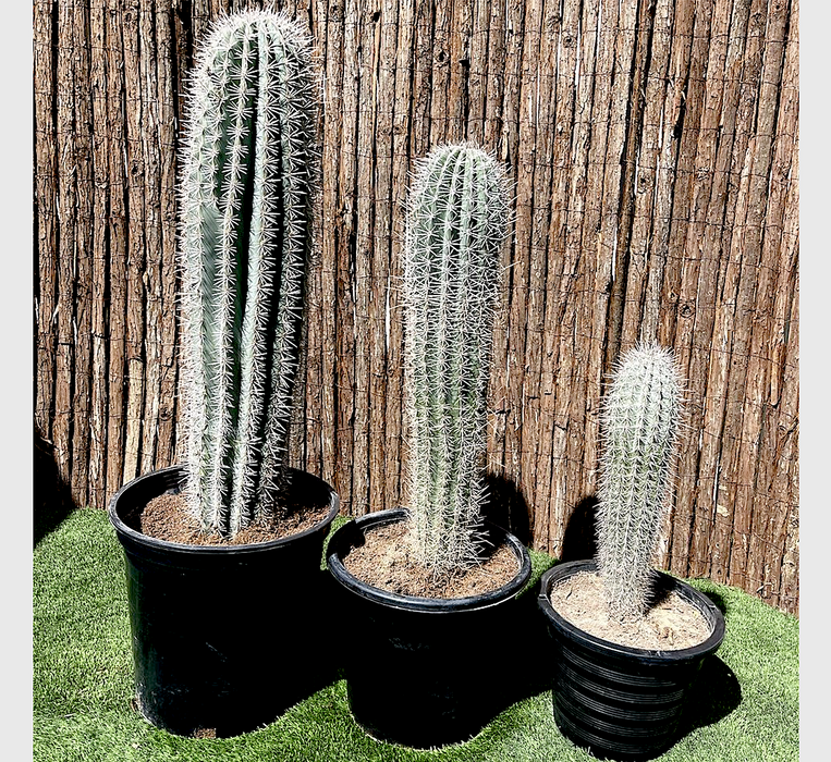 Saguaro cactus