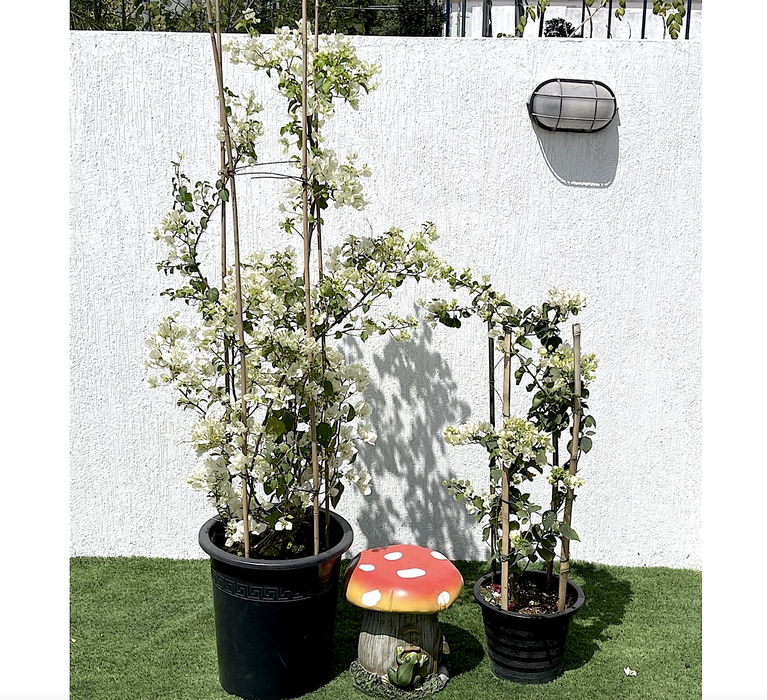 Bougainvillea Glabra Greensouq