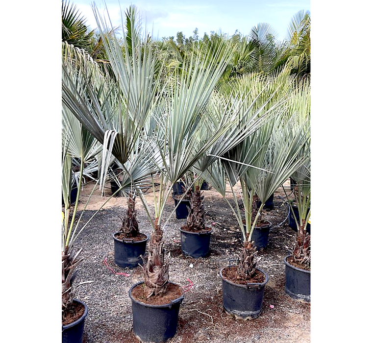 Brahea armata Greensouq