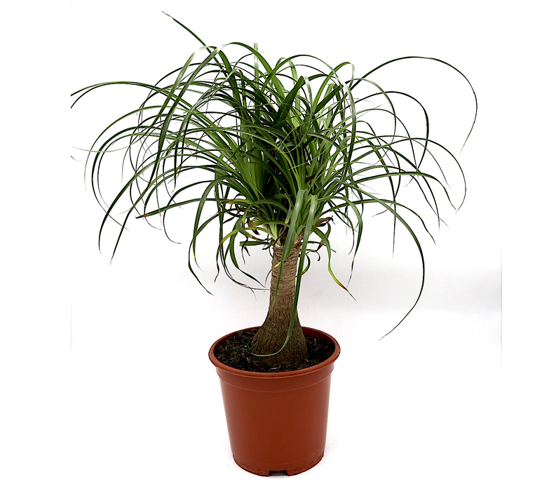 Beaucarnea recurvata Greensouq