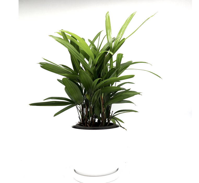Rhapis Excelsa 30-40cm | Lady Palm | سيدة النخيل | Miniature Fan Palm