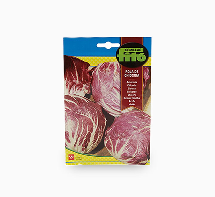 Achicoria Roja de Chioggia Seeds – Fito