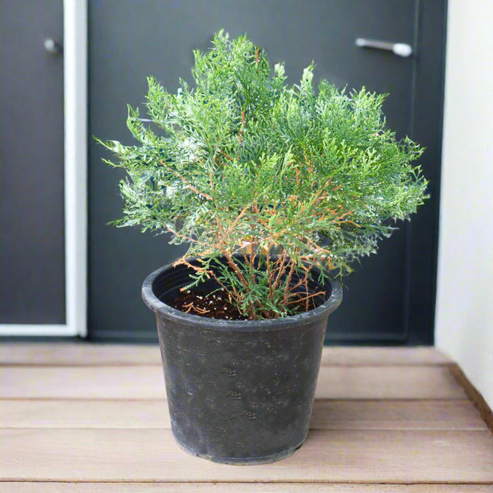 Thuja Small - Orientalis Pyramidalis Aurea 30-40cm Height