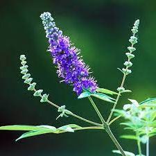 Vitex Agnus Castus "Chaste Tree" Green Souq