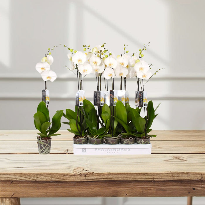 White Orchids 50-70cm