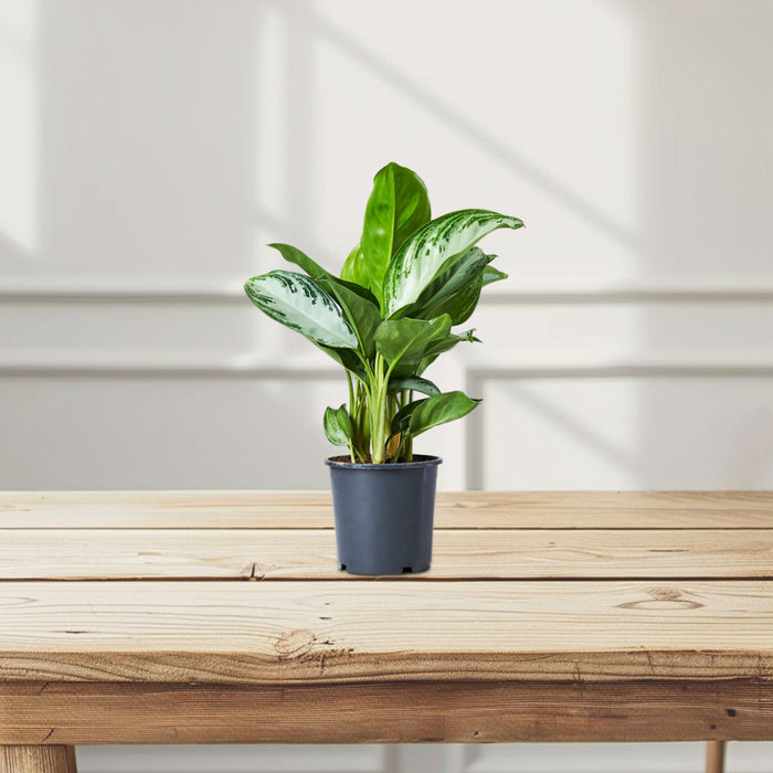 Aglaonema Pattaya Beauty