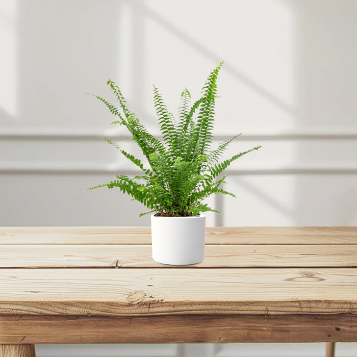 Nephrolepis exaltata "Green Lady", Boston Fern or Sword Fern