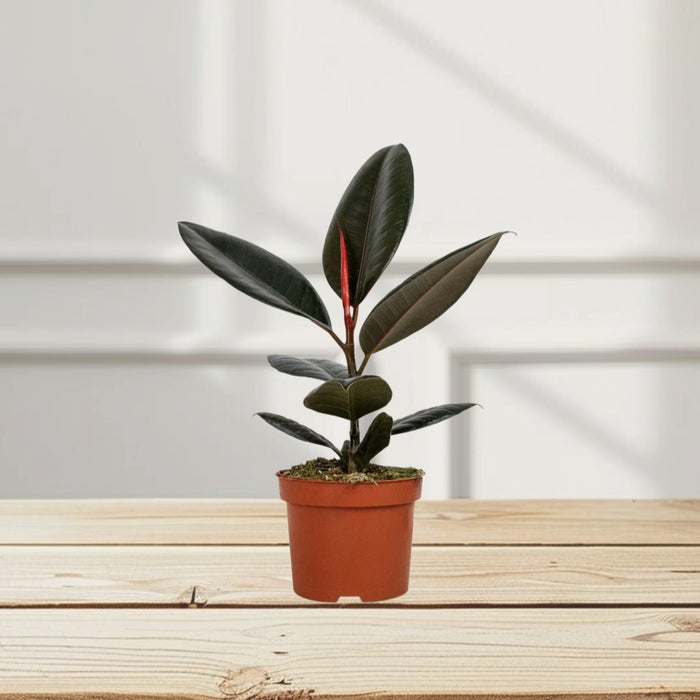 Ficus elastic Abidjan 30 – 40cm