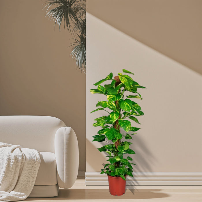 Epipremnum aureum or Money Plant كرمة المال