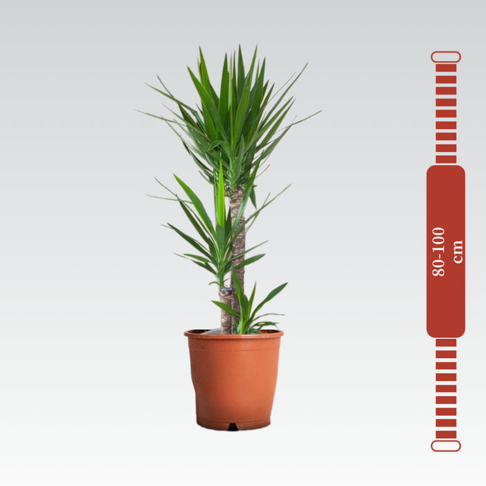 Yucca Elephantipes "Spineless Yucca, Giant Yucca" 80 to 100 cm